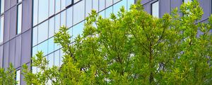Превью обои дерево, дом, здание, фасад