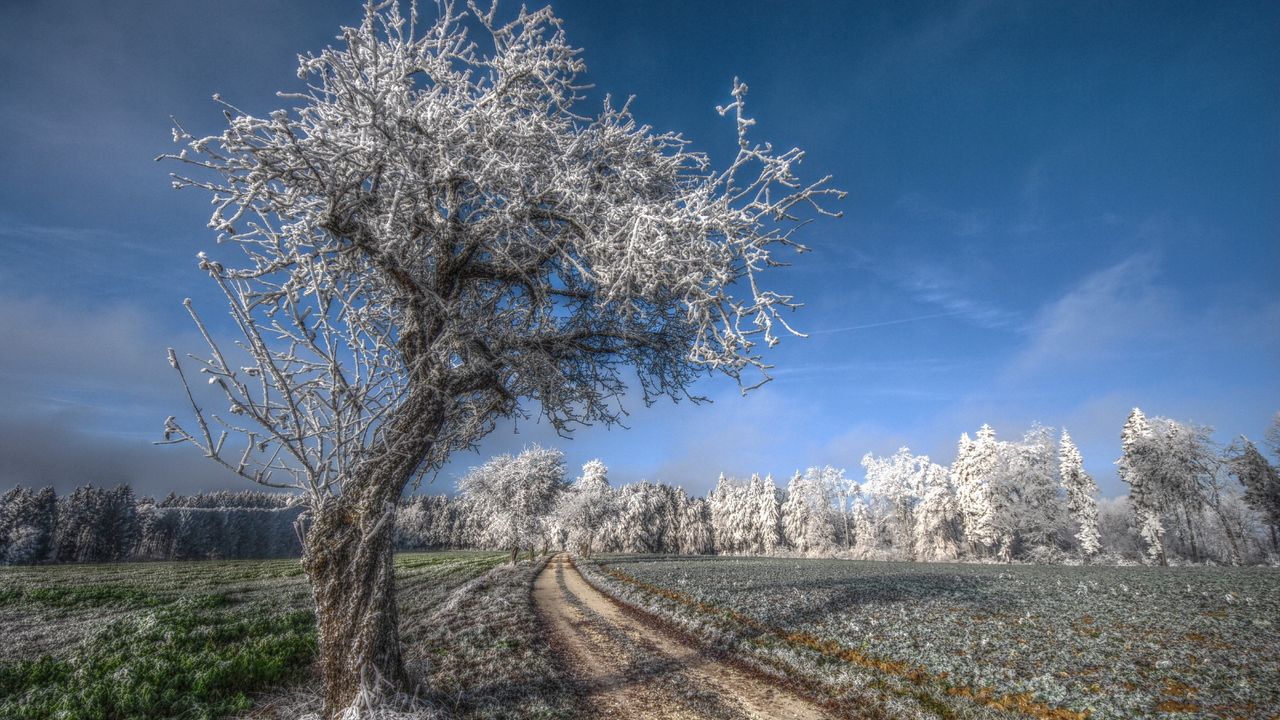 Обои дерево, дорога, иней, седина, холод, мороз, ноябрь, поле, трава, небо, голубое, свежесть
