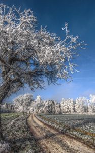 Превью обои дерево, дорога, иней, седина, холод, мороз, ноябрь, поле, трава, небо, голубое, свежесть