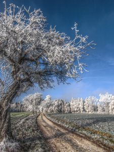 Превью обои дерево, дорога, иней, седина, холод, мороз, ноябрь, поле, трава, небо, голубое, свежесть