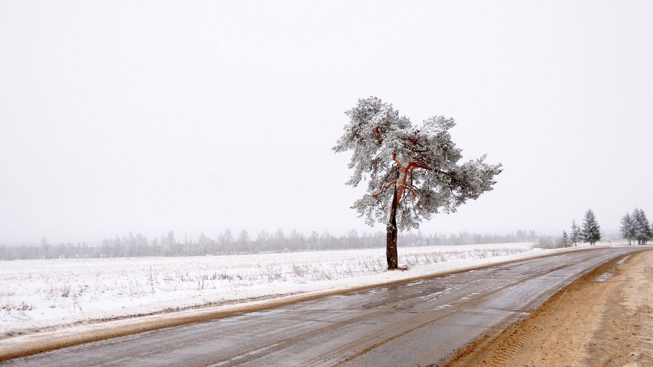 Обои дерево, дорога, одинокое, снег, грязь