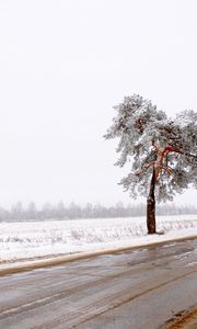 Превью обои дерево, дорога, одинокое, снег, грязь