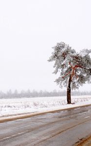 Превью обои дерево, дорога, одинокое, снег, грязь