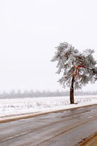 Превью обои дерево, дорога, одинокое, снег, грязь