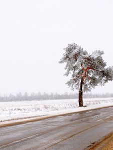 Превью обои дерево, дорога, одинокое, снег, грязь