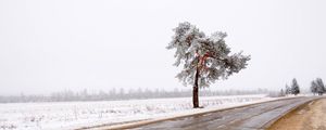 Превью обои дерево, дорога, одинокое, снег, грязь