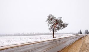 Превью обои дерево, дорога, одинокое, снег, грязь