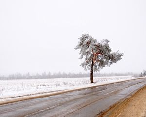 Превью обои дерево, дорога, одинокое, снег, грязь