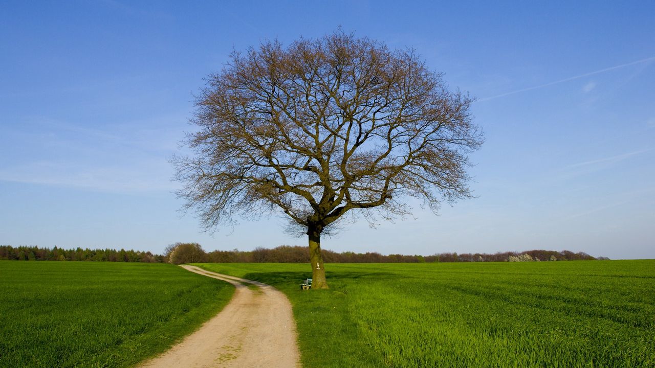 Обои дерево, дорога, поле, скамейка, весна