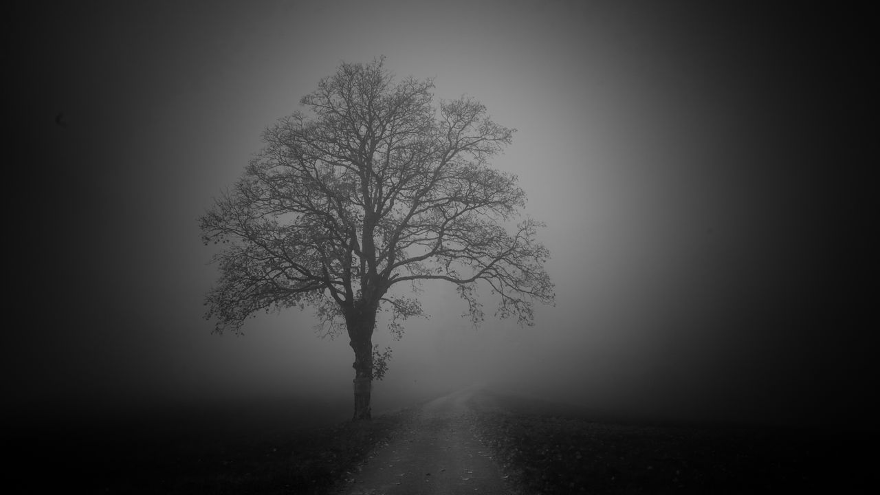 Обои дерево, дорога, туман, темный