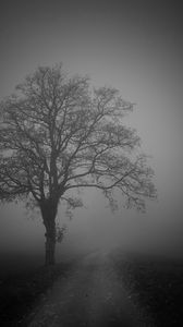 Превью обои дерево, дорога, туман, темный