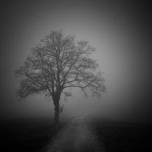 Превью обои дерево, дорога, туман, темный