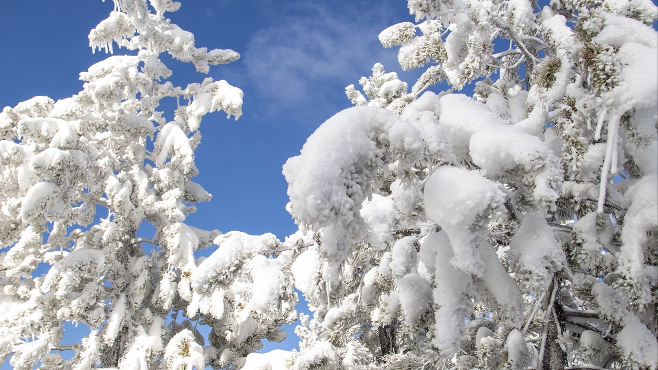 Обои дерево, елка, снег, зима, природа, белый