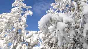 Превью обои дерево, елка, снег, зима, природа, белый