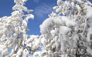 Превью обои дерево, елка, снег, зима, природа, белый