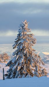 Превью обои дерево, елка, снег, зима