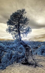 Превью обои дерево, фотошоп, лес, возвышенность, облака