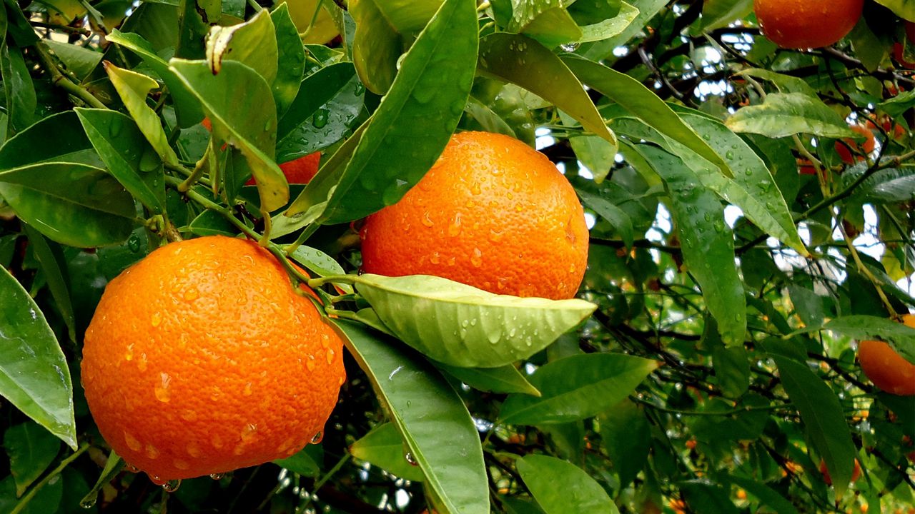 Обои дерево, фрукты, вкусно, апельсины
