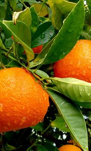 Превью обои дерево, фрукты, вкусно, апельсины