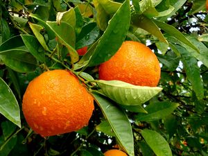 Превью обои дерево, фрукты, вкусно, апельсины