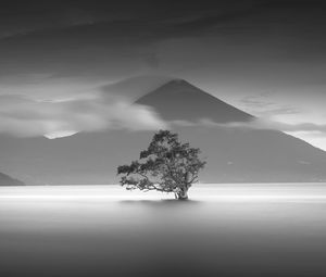 Превью обои дерево, гора, чб, минимализм, монохром