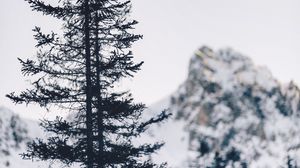 Превью обои дерево, гора, зима
