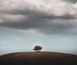 Превью обои дерево, горизонт, холм, небо
