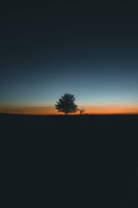Превью обои дерево, горизонт, минимализм, закат
