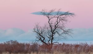 Превью обои дерево, горизонт, минимализм, трава, облака