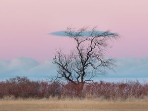 Превью обои дерево, горизонт, минимализм, трава, облака