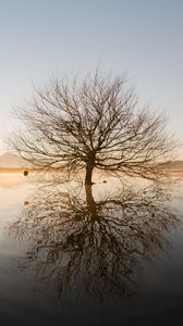 Превью обои дерево, горизонт, вода, закат, ветки