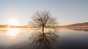 Превью обои дерево, горизонт, вода, закат, ветки