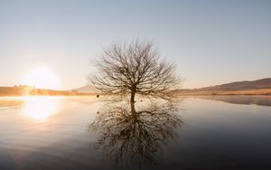 Превью обои дерево, горизонт, вода, закат, ветки