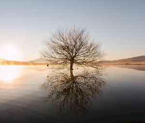 Превью обои дерево, горизонт, вода, закат, ветки