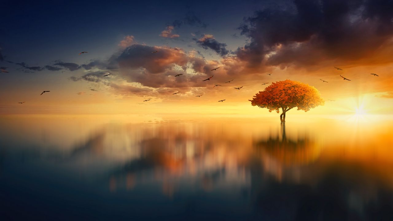 Обои дерево, горизонт, закат, фотошоп, море