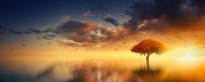 Превью обои дерево, горизонт, закат, фотошоп, море