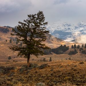 Превью обои дерево, горы, холмы, рельеф, природа