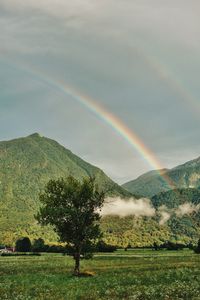 Превью обои дерево, горы, лес, радуга