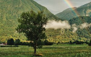 Превью обои дерево, горы, лес, радуга