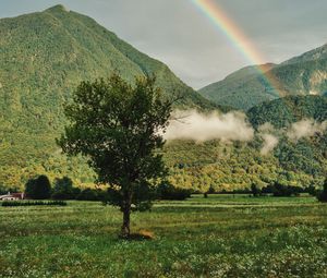 Превью обои дерево, горы, лес, радуга