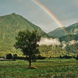 Превью обои дерево, горы, лес, радуга