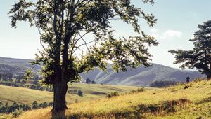 Превью обои дерево, горы, луга, человек, солнечный свет, пейзаж