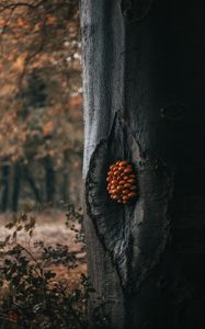 Превью обои дерево, грибы, ствол, лес, природа