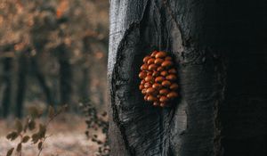 Превью обои дерево, грибы, ствол, лес, природа