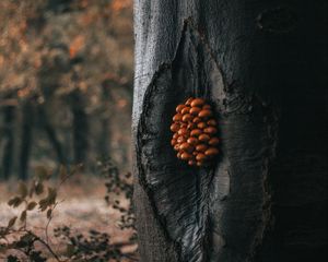 Превью обои дерево, грибы, ствол, лес, природа