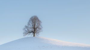 Превью обои дерево, холм, снег, зима, пейзаж