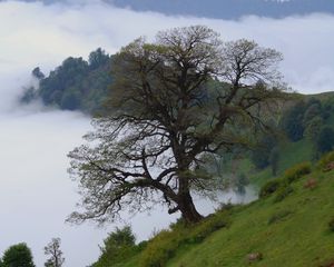 Превью обои дерево, холмы, склон, туман, пейзаж