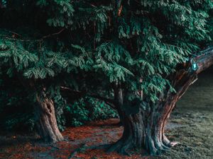 Превью обои дерево, хвойный, вечнозеленый, растение, зеленый