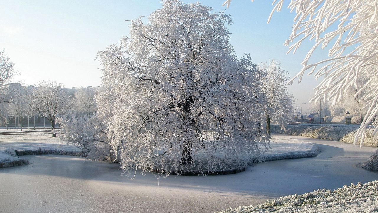 Обои дерево, иней, пруд, мерзлый, лед, поверхность, зима, ива