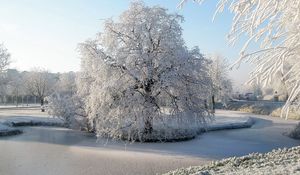 Превью обои дерево, иней, пруд, мерзлый, лед, поверхность, зима, ива